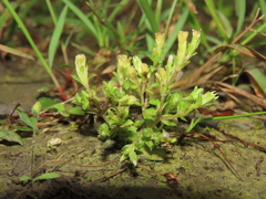 Gentiana tenuissima