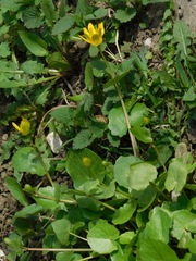 Ficaria verna