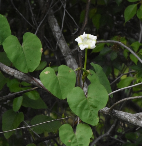 Ipomoea alba