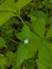Myosotis sparsiflora