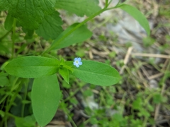 Myosotis sparsiflora
