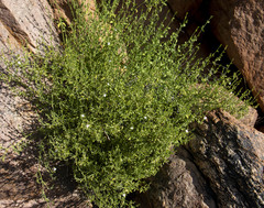 Justicia spartioides