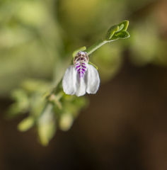 Justicia spartioides
