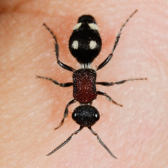 Trogaspidia cooki
