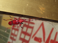 Dicelosternus corallinus