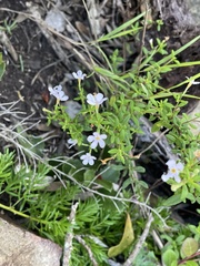 Chaenostoma integrifolium