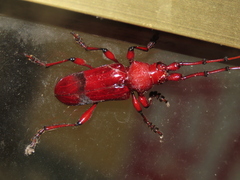 Dicelosternus corallinus