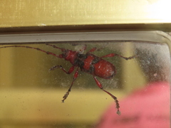 Dicelosternus corallinus