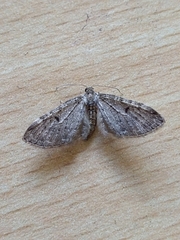 Eupithecia indigata