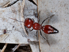 Ephutomorpha sanguineiceps