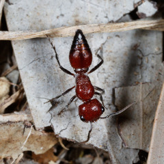 Ephutomorpha sanguineiceps