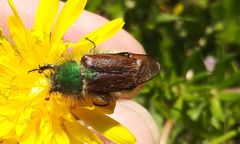 Pygopleurus transcaucasicus