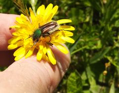 Pygopleurus transcaucasicus