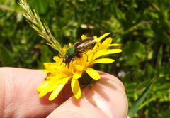 Pygopleurus transcaucasicus