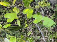 Dioscorea mundii