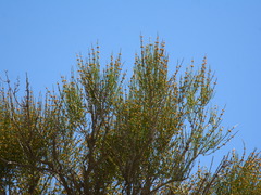 Ephedra procera