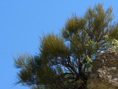 Ephedra procera