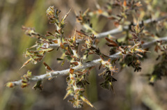 Melolobium canescens