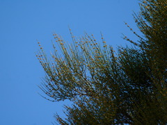 Ephedra procera