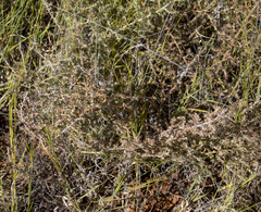 Melolobium canescens