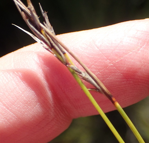 Image of Schoenus rigidus by (c) Nicola van Berkel, some rights reserved (CC BY-SA)