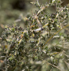 Melolobium canescens