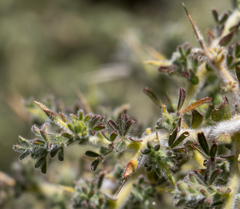 Melolobium canescens