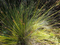 Schoenus rigidus