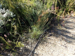 Schoenus graciliculmis