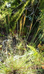 Schoenus graciliculmis