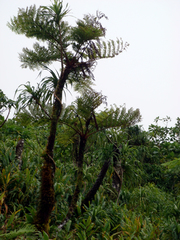 Alsophila tahitensis