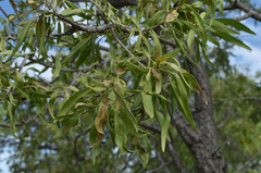 Dolichandrone alternifolia
