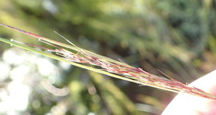 Schoenus graciliculmis