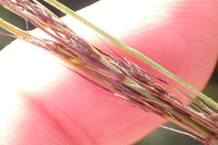 Schoenus graciliculmis