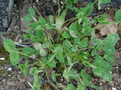 Trifolium pratense
