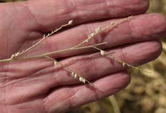 Urochloa mosambicensis