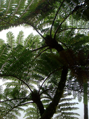 Alsophila tahitensis