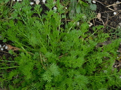 Tripleurospermum inodorum