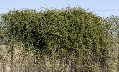 Orthanthera jasminiflora