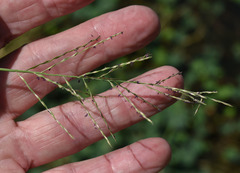 Pseudoraphis spinescens