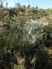 Elegia thyrsoidea