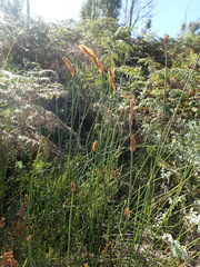Elegia thyrsoidea