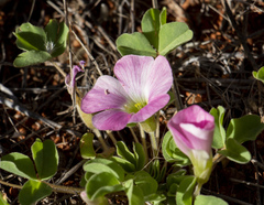 Oxalis lawsonii
