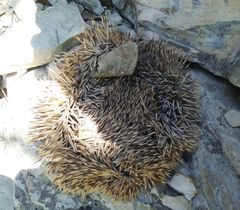 Erinaceinae
