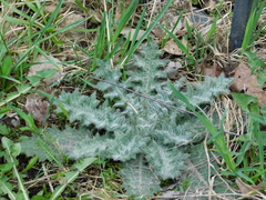 Cirsium vulgare