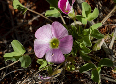 Oxalis lawsonii