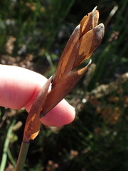 Elegia thyrsoidea