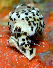 Cerithium punctatum