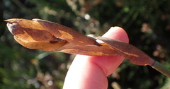 Elegia thyrsoidea