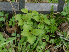 Urtica dioica